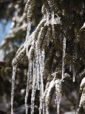 [A small section of branches with many, many icicles at least 4 inches each overlapping on each other.]